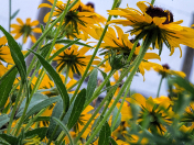 Black-Eyed Susans