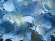 Blue Flowers