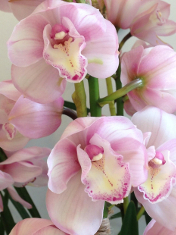 Orchids